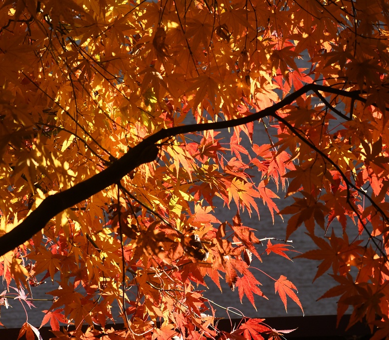 イロハモミジの紅葉