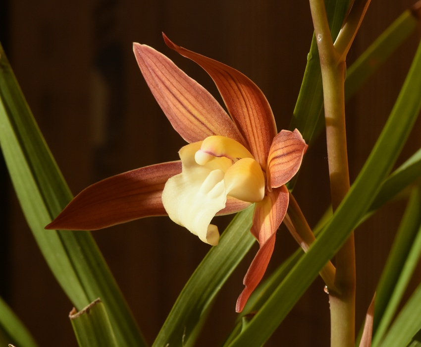 Cymbidium</i> の栽培品種
