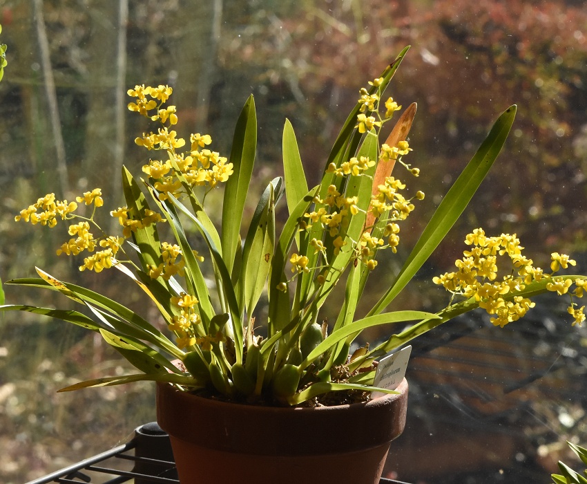 <i>Oncidium</i> の栽培品種