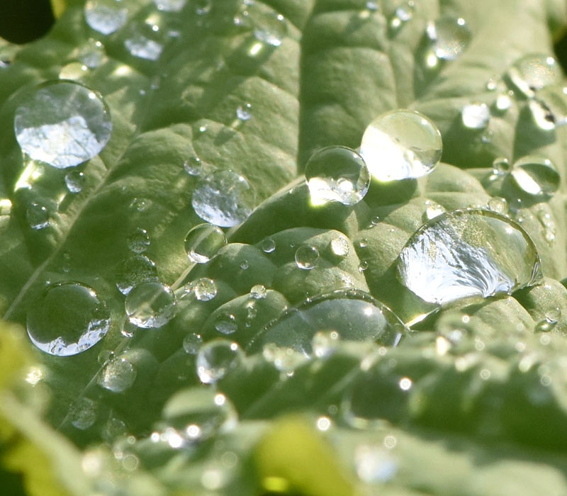 葉上の雨滴