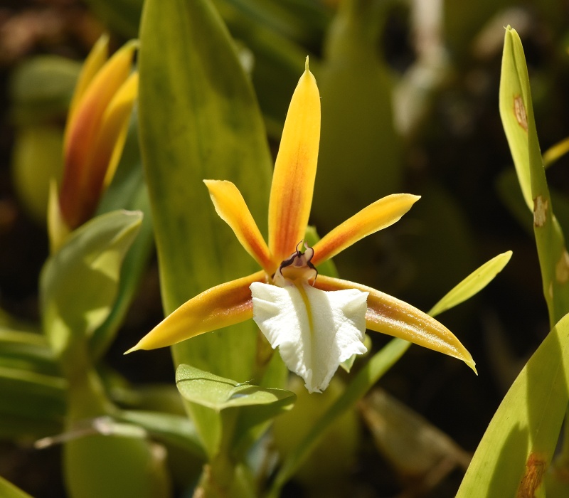 Dinema polybulbon
