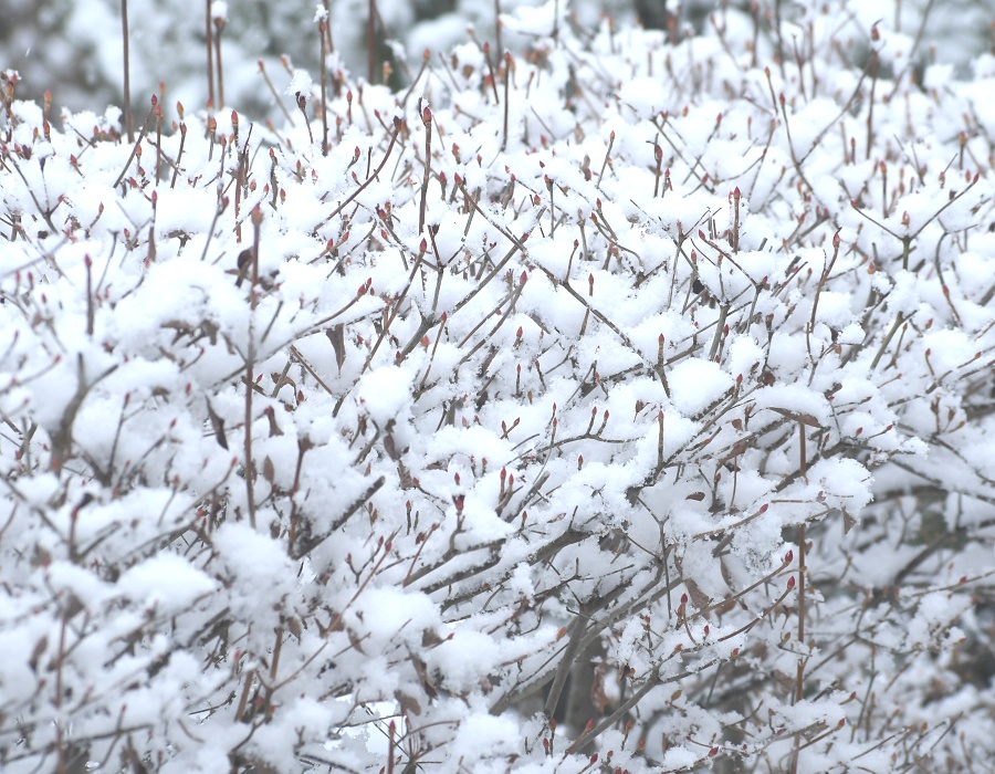 ドウダンツツジに積もった雪