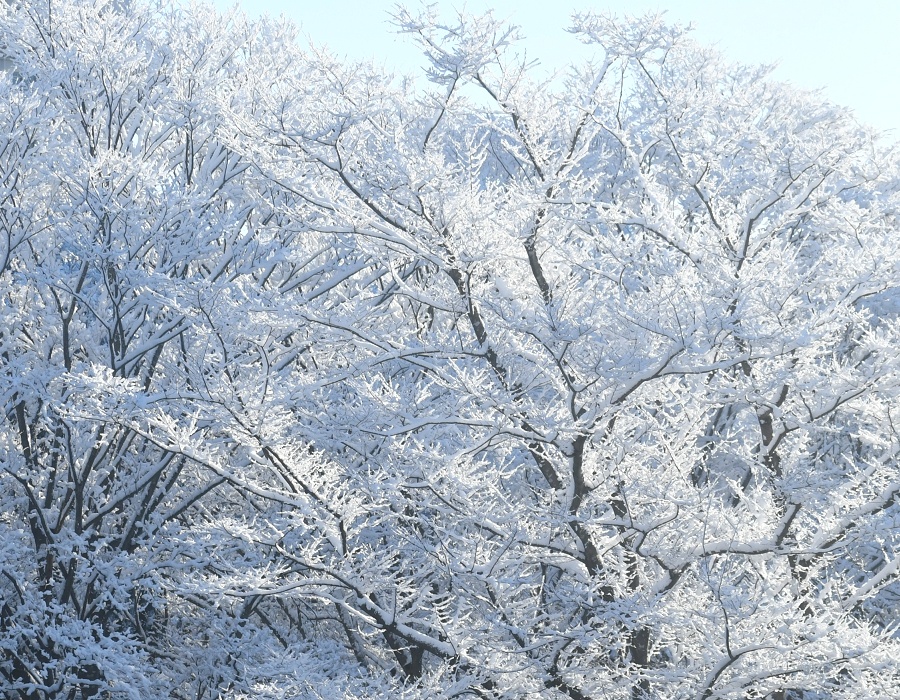 雪をまとったケヤキ
