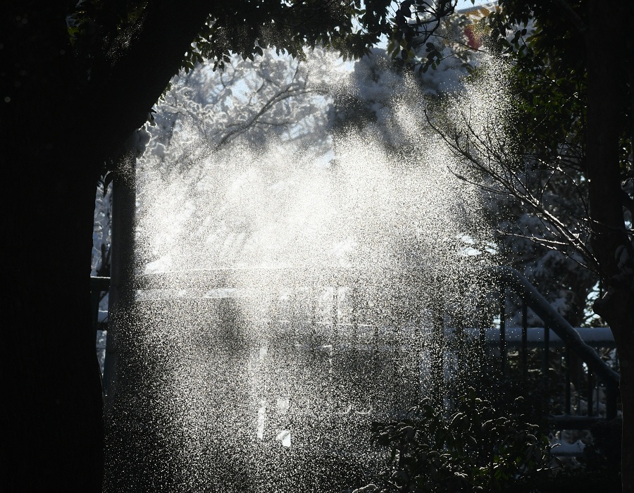 木から落ちる雪