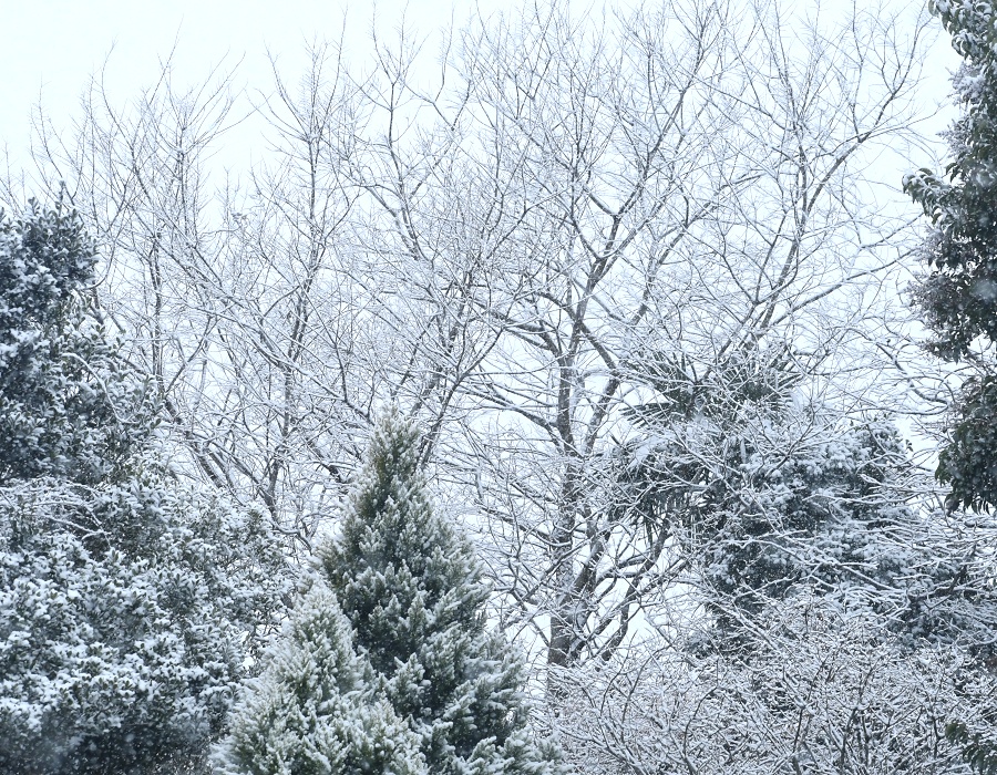 雪のなかの木々