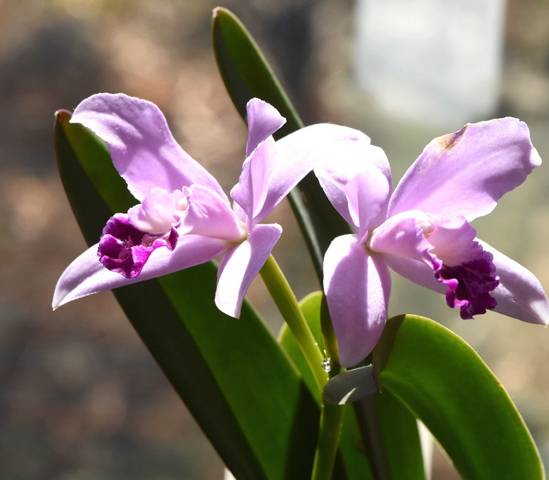Cattleya の栽培品種
