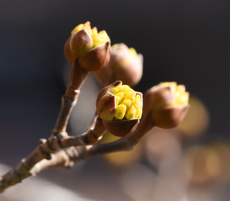 ほころんだサンシュユの花芽