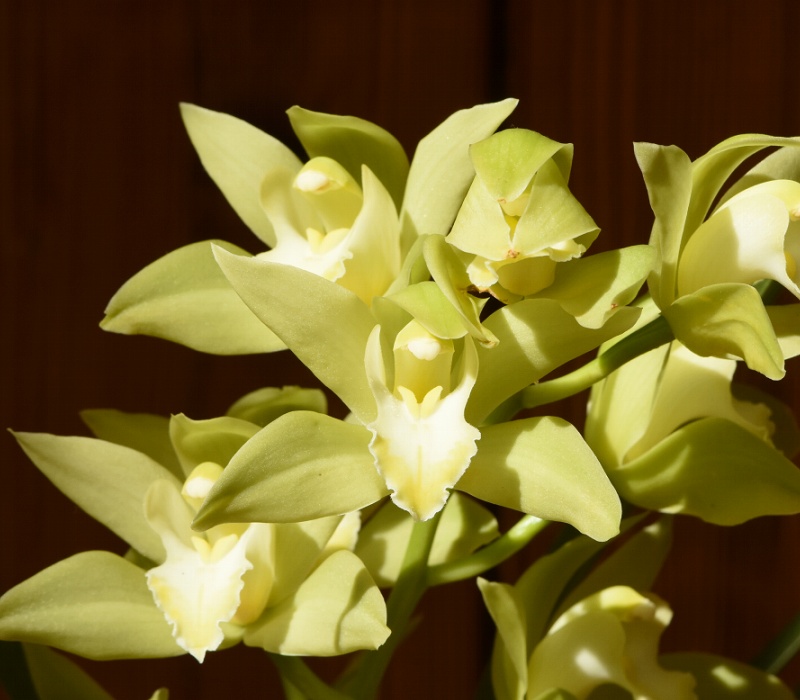 Cymbidium の栽培品種