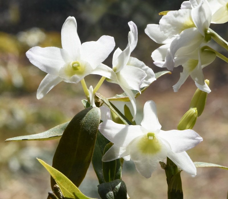 Dendrobiumの園芸品種