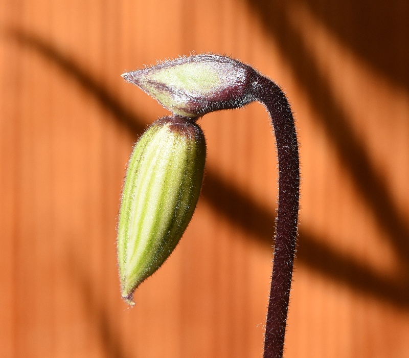 Paphiopedilumの園芸品種のつぼみ