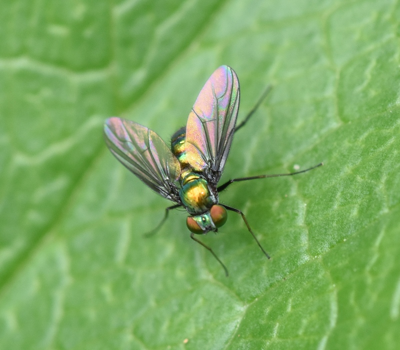 アシナガバエの１種
