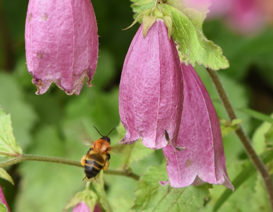 ホタルブクロの花に飛んできたトラマルハナバチ