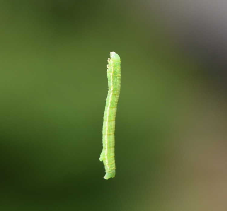 フトスジエダシャクの幼虫（たぶん）