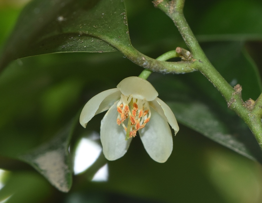 サカキの花