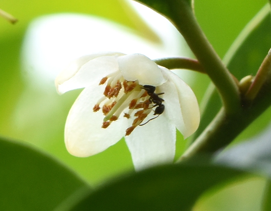 サカキの花