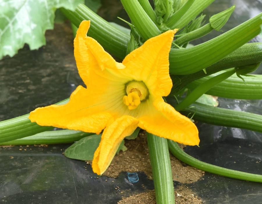ズッキーニの花