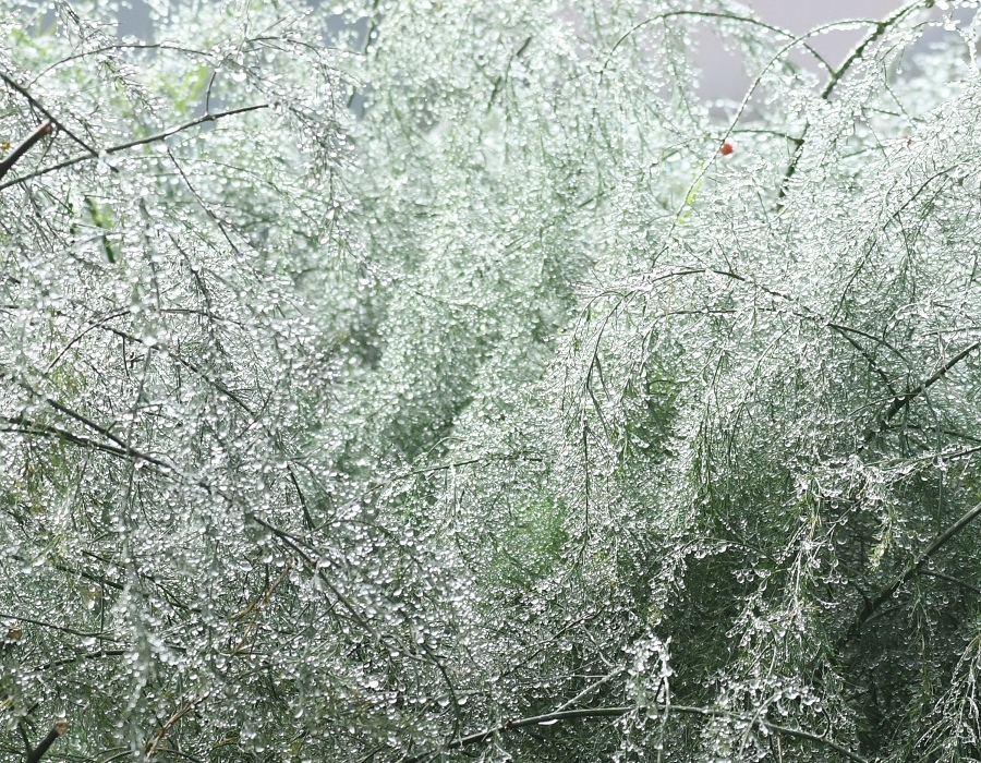 雨に濡れたアスパラガス
