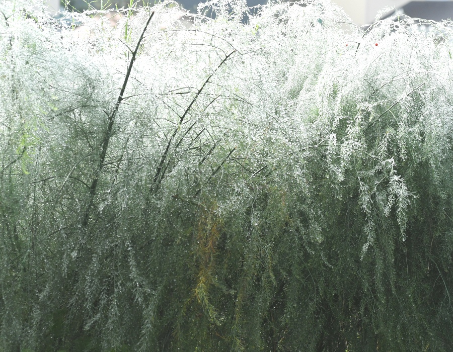 雨に濡れたアスパラガス