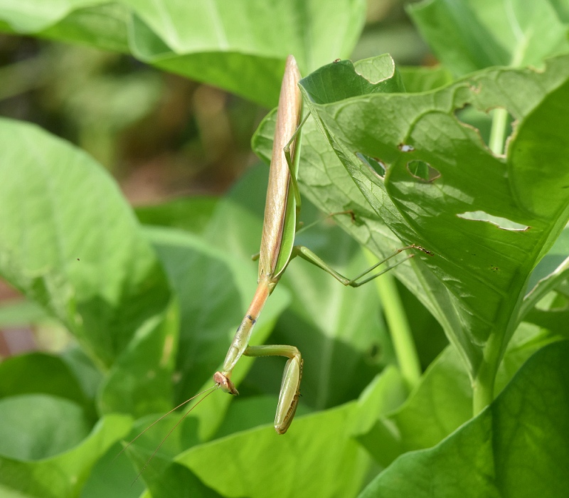 オオカマキリ