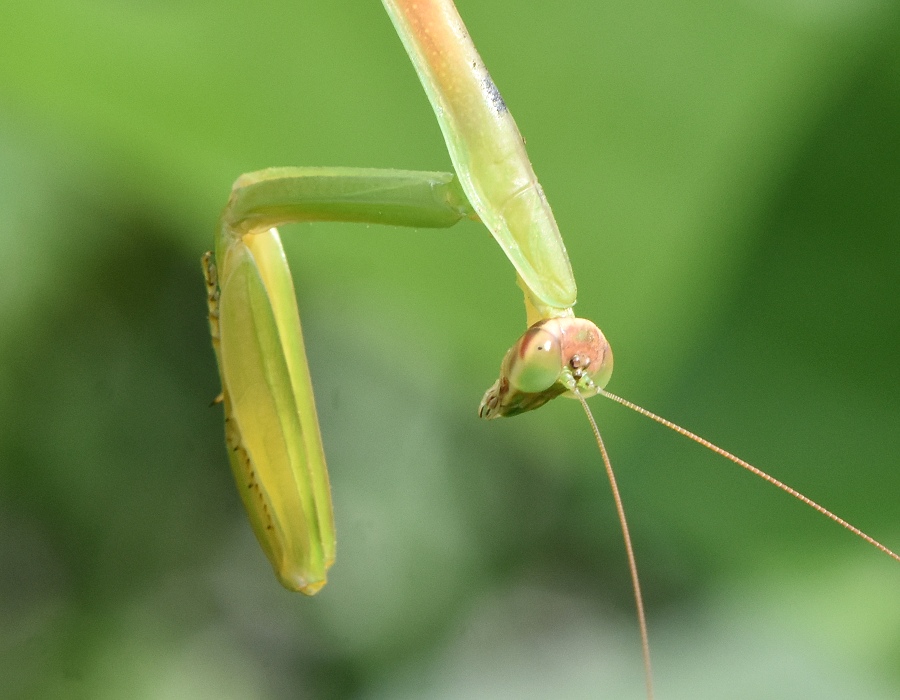 オオカマキリ