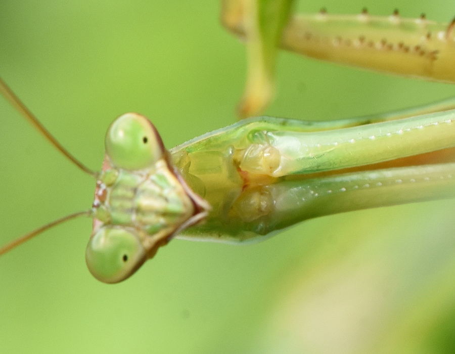 オオカマキリ