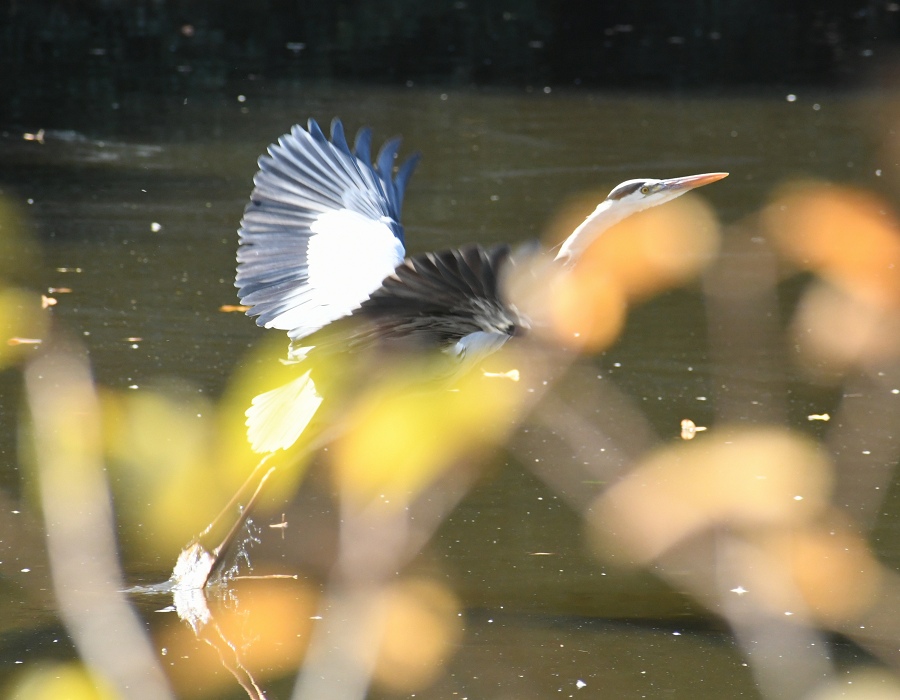 池から飛び立つアオサギ