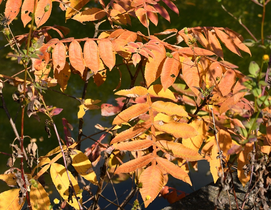 ヌルデの紅葉