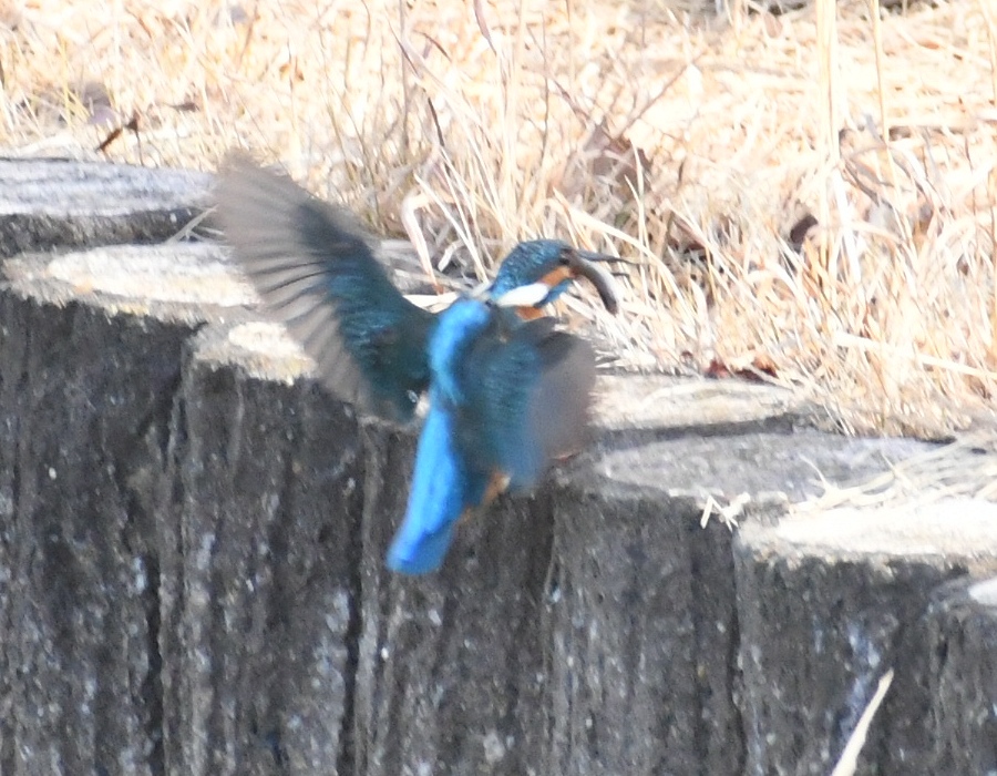 獲物をくわえて岸に戻るカワセミ