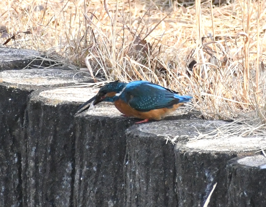獲物を飲み込むカワセミ