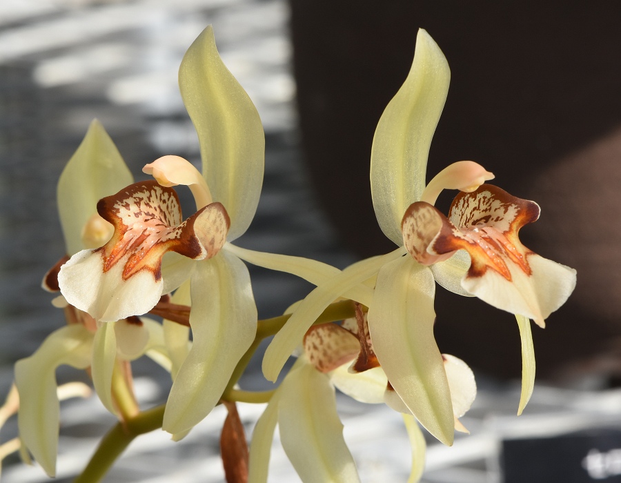 Coelogyne assamica