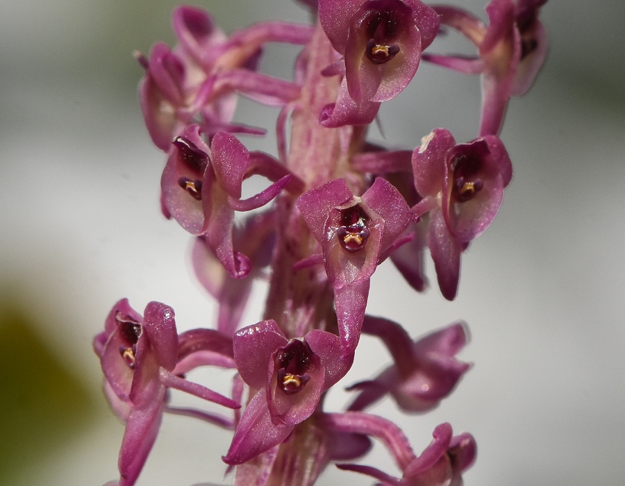 Crepidium punctatum