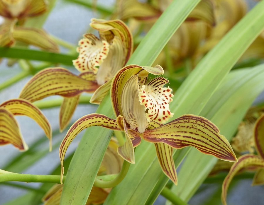 Cymbidium tracyanum