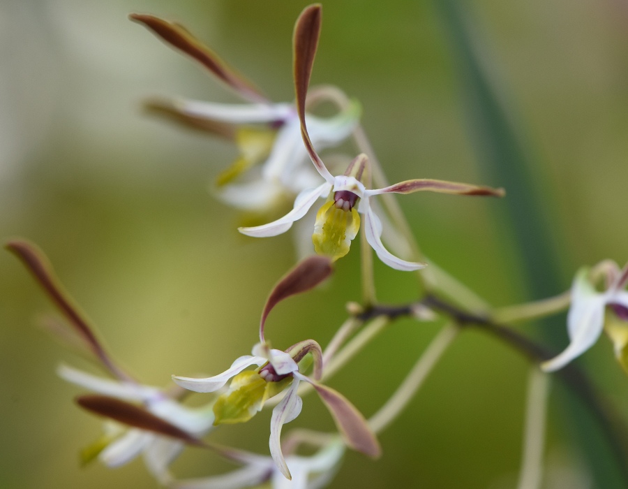 Dendrobium carronii