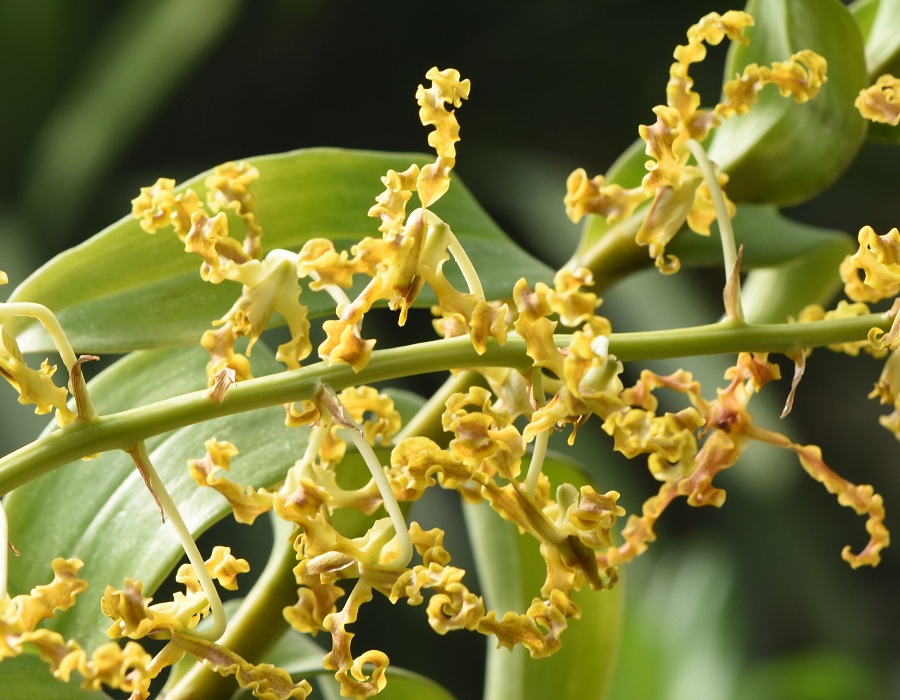 Dendrobium discolor