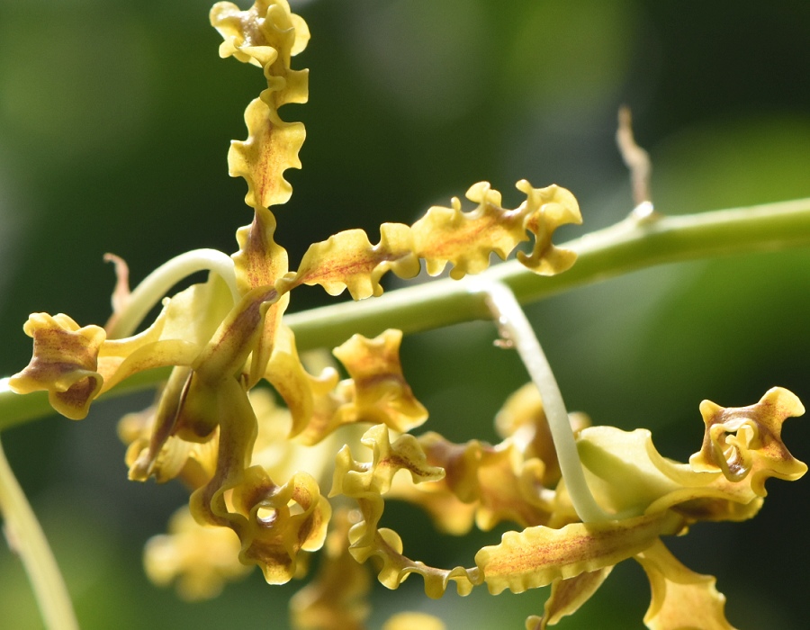 Dendrobium discolor