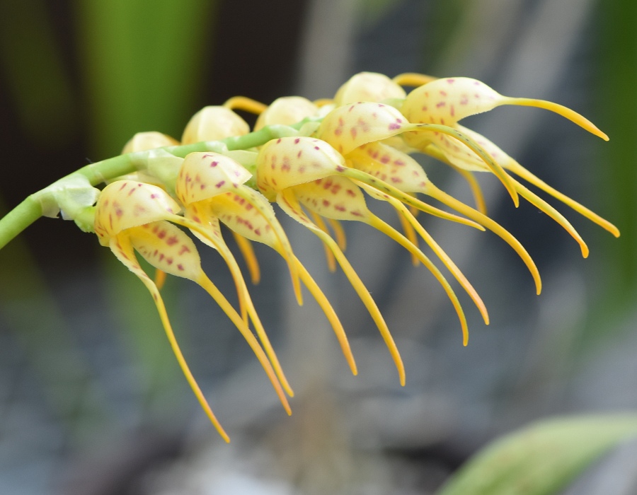 Masdevallia pozoii