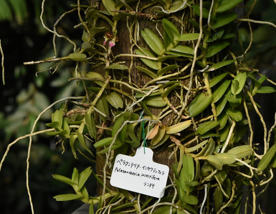 Pelatantheria insectifera