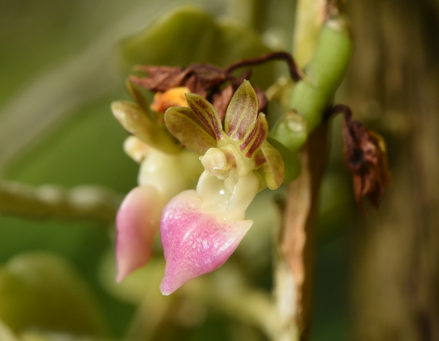 Pelatantheria insectifera