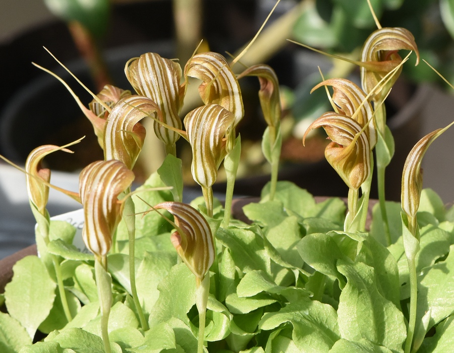 Pterostylis ophioglossa