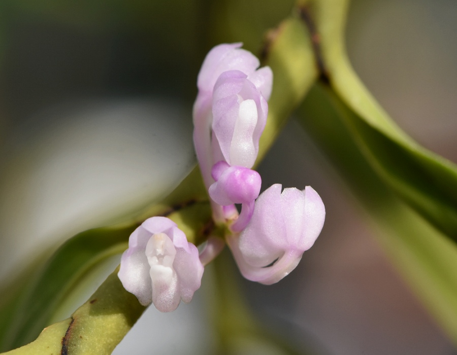 Trichoglottis apoensis