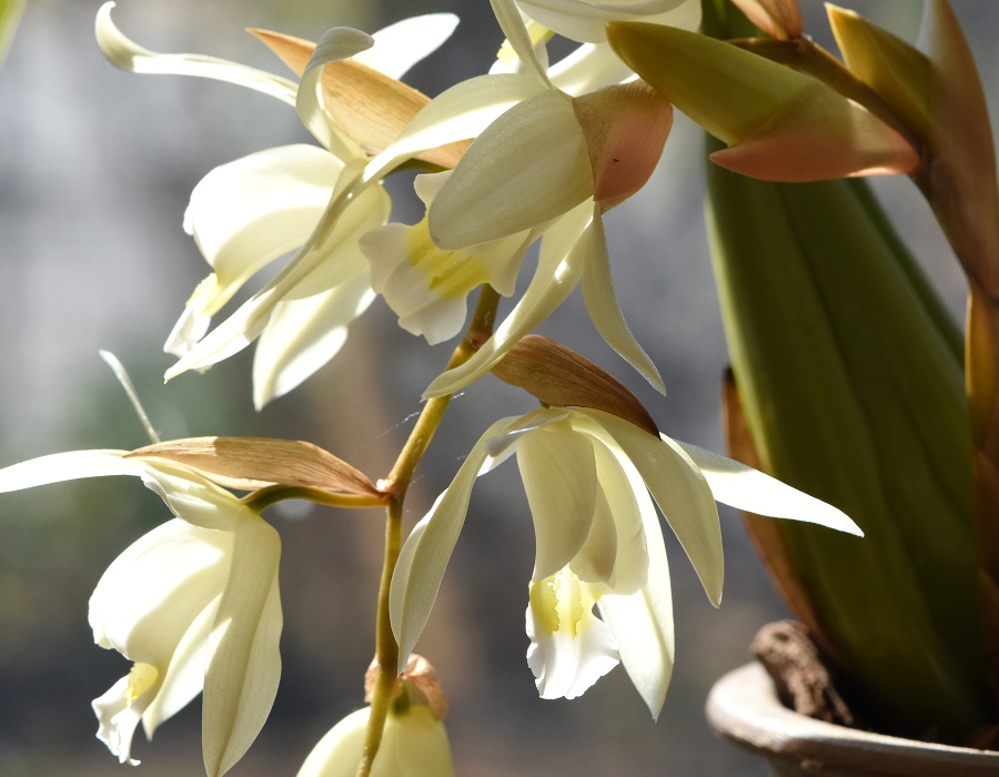 oelogyne