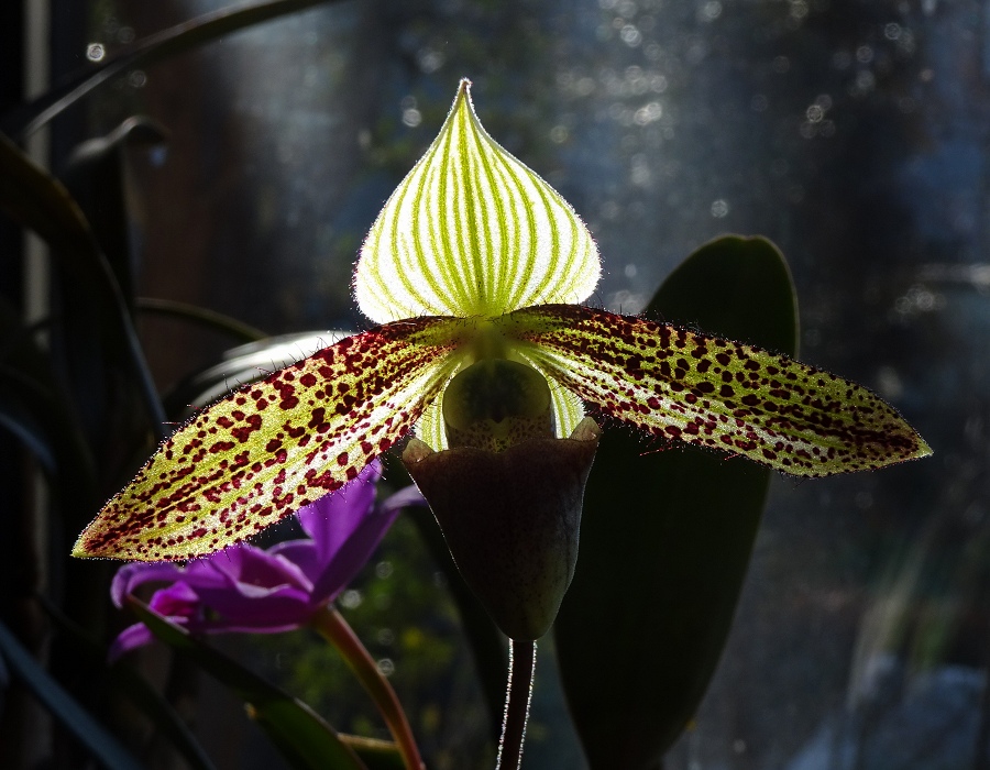 Paphiopedilum