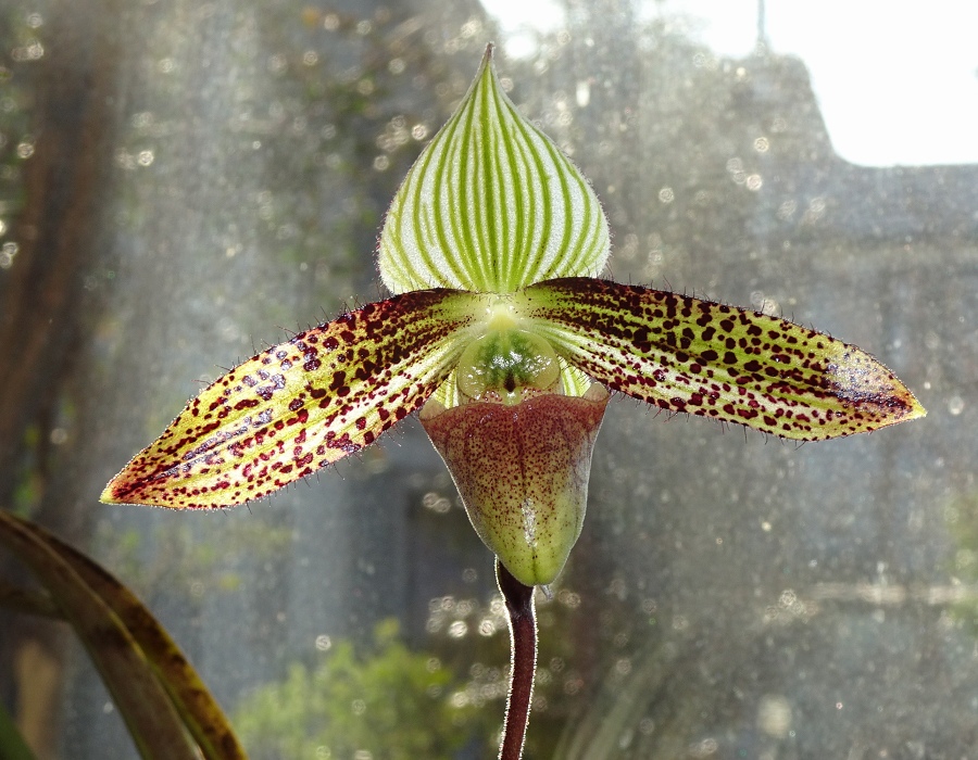 Paphiopedilum