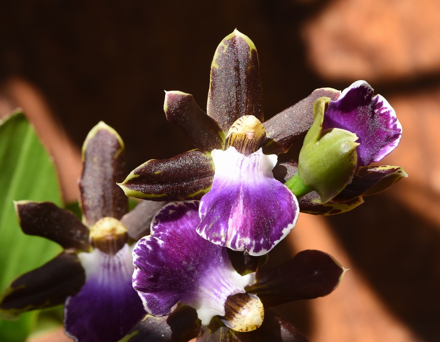 Zygopetalum