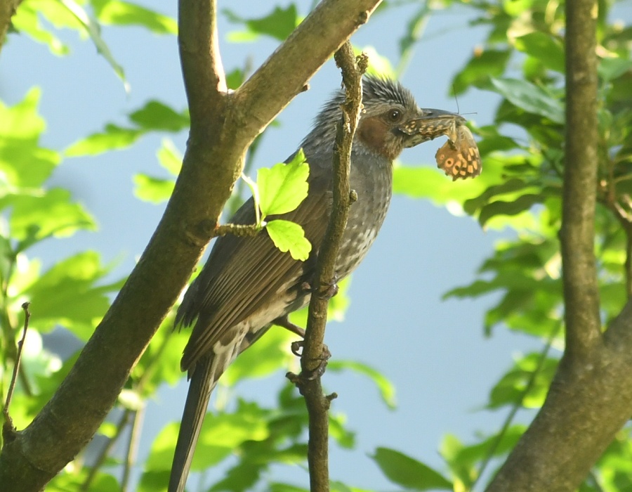 サトキマダラヒカゲをくわえたヒヨドリ