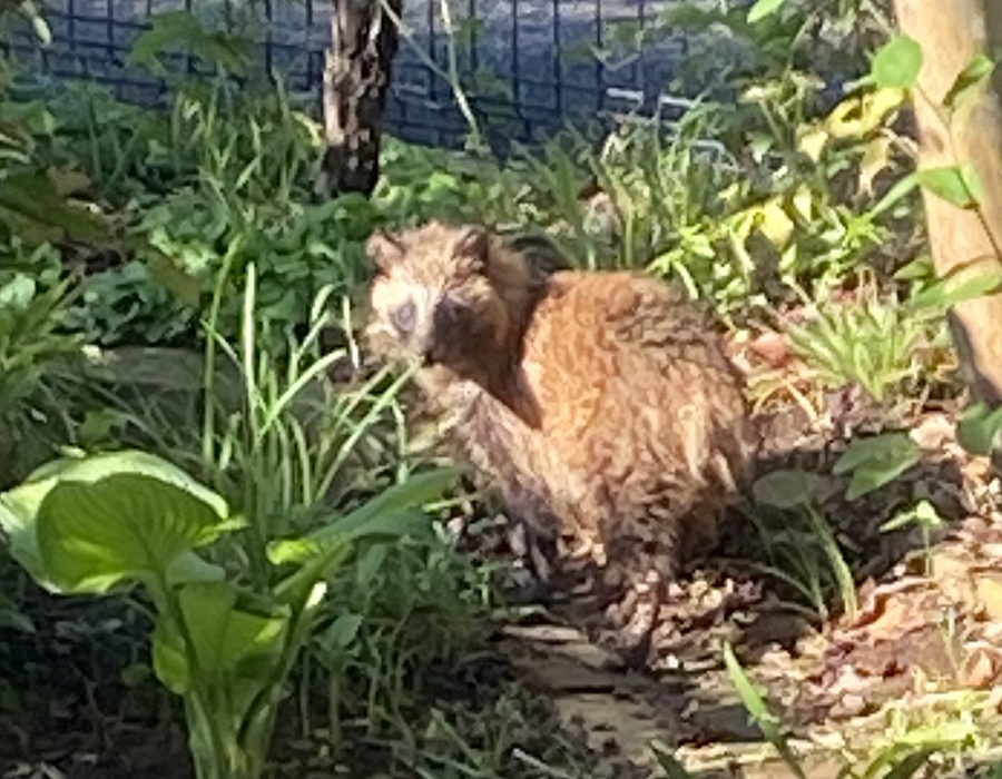 家の庭に現れたタヌキ