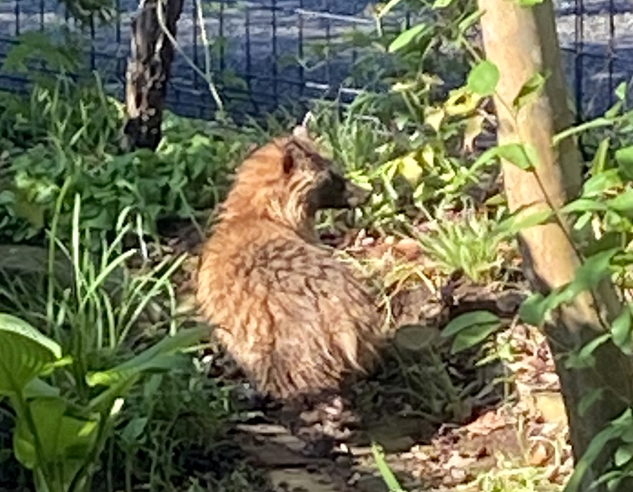 家の庭に現れたタヌキ