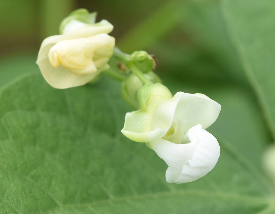 モロッコインゲンの花