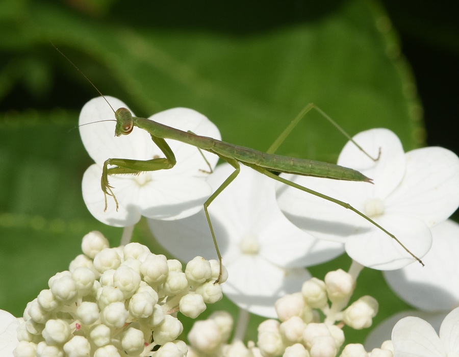 カマキリの幼虫