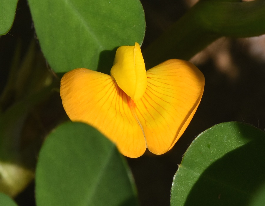 落花生の花